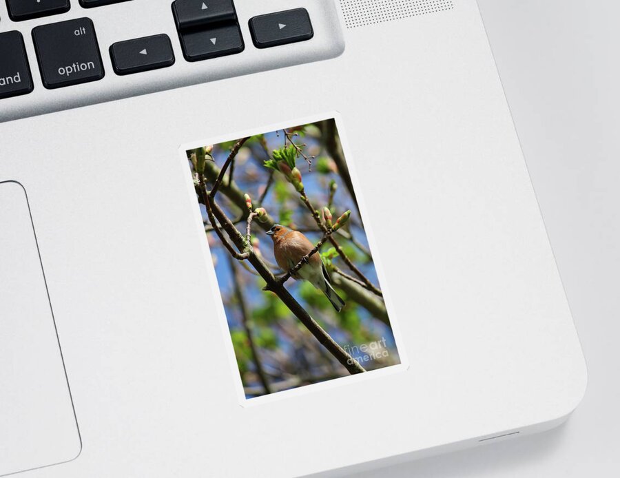 Fringilla Coelebs Sticker featuring the photograph Chaffinch Tree Shoots Donegal by Eddie Barron
