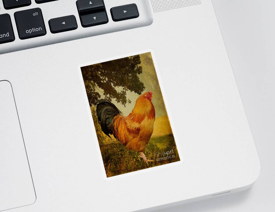 Chanticleer Sticker featuring the photograph Chanticleer by Lois Bryan
