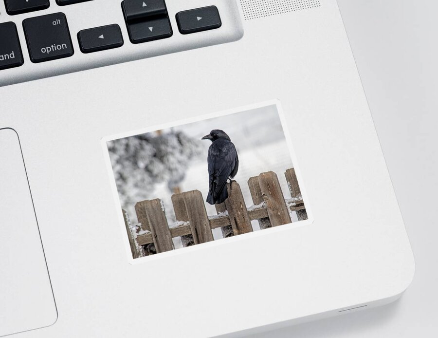 Crow Sticker featuring the photograph Charming Corvid by Alana Thrower
