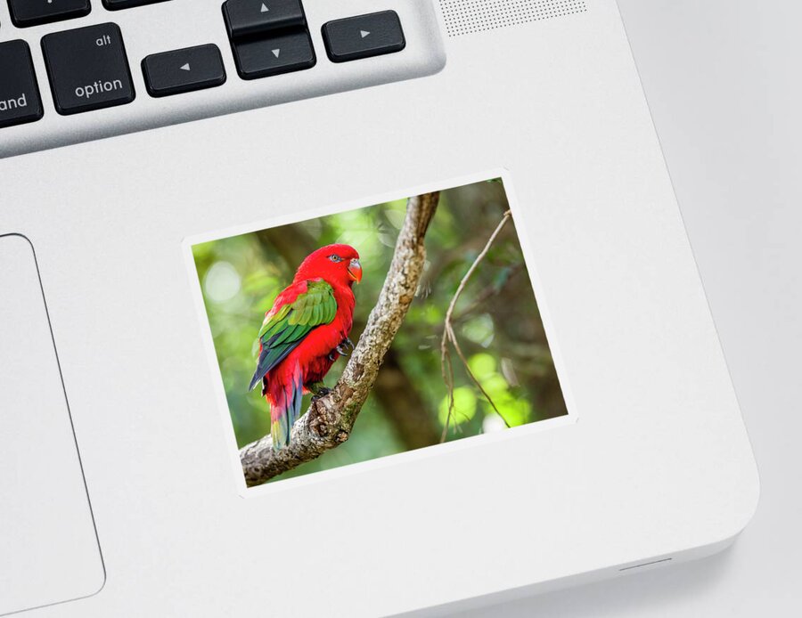 Plettenberg Bay Sticker featuring the photograph Chattering Lory by Alexey Stiop