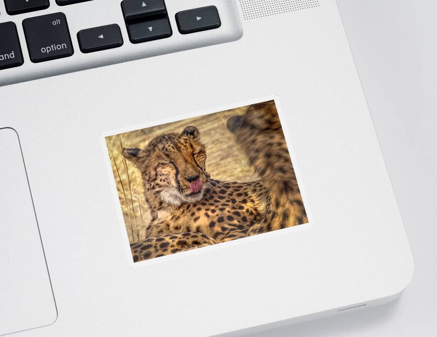 Cheetah Sticker featuring the photograph Cheetah Cattitude by LeeAnn McLaneGoetz McLaneGoetzStudioLLCcom