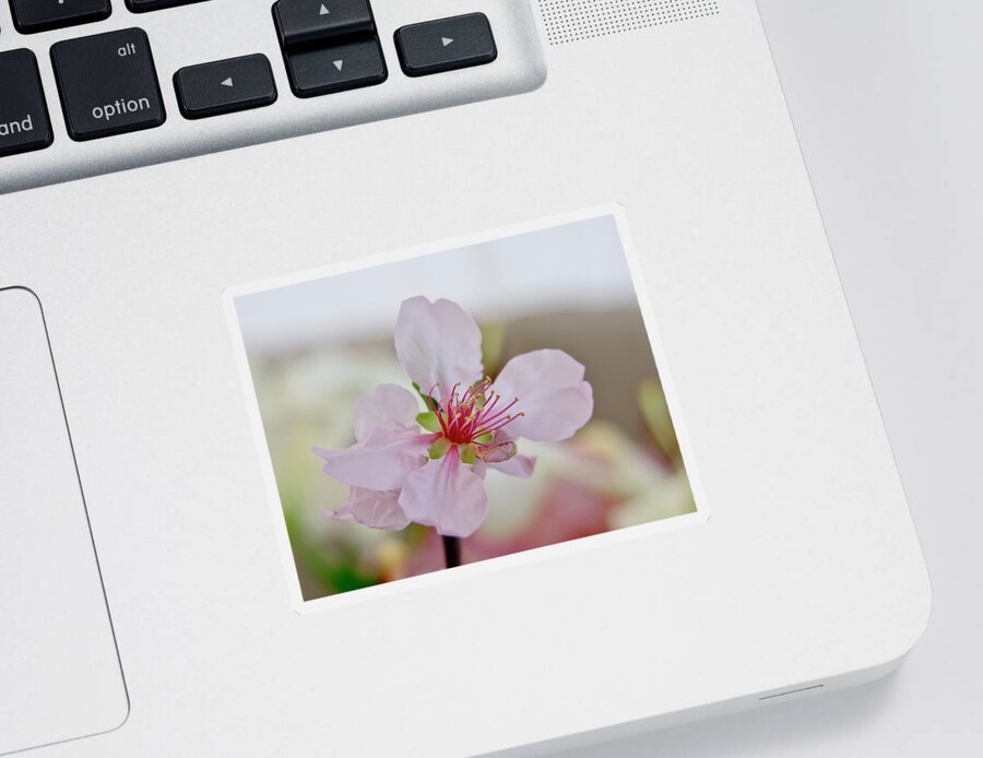Cherry Sticker featuring the photograph Cherry Blossom I by Elena Perelman