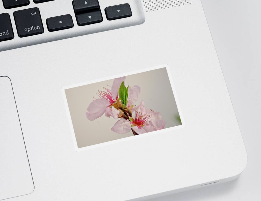 Cherry Sticker featuring the photograph Cherry blossom III by Elena Perelman