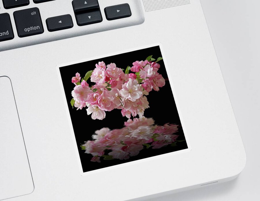 Cherry Blossom Sticker featuring the photograph Cherry Blossom Reflections on Black by Gill Billington