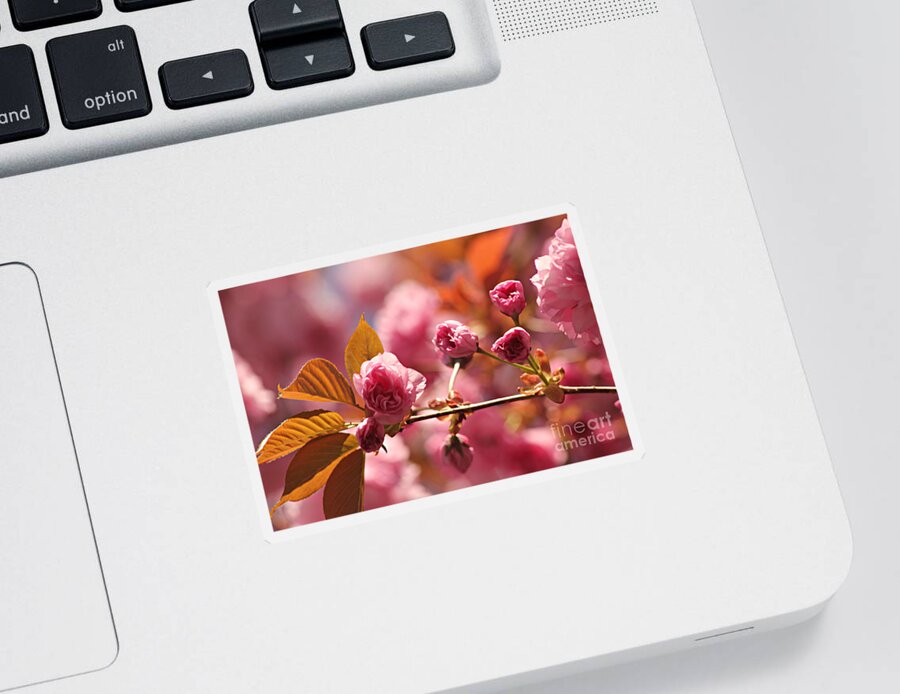 Japanese Sticker featuring the photograph Cherry Blossoms by Judy Palkimas