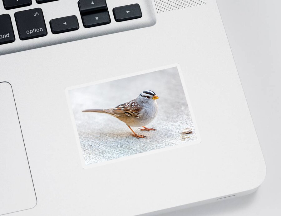 White Crowned Sparrow Sticker featuring the photograph White Crowned Sparrow by David Millenheft