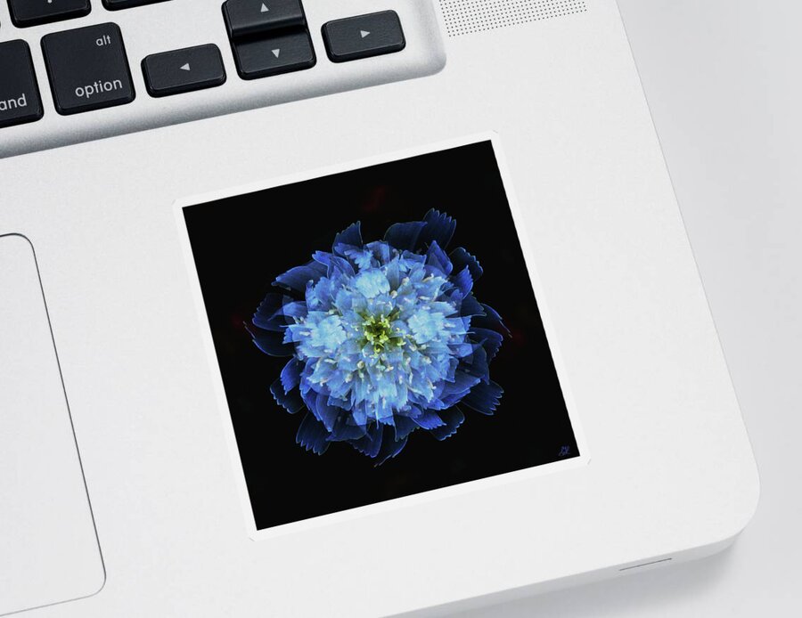 Flower Sticker featuring the photograph Chicory Abstract by Stephanie Grant