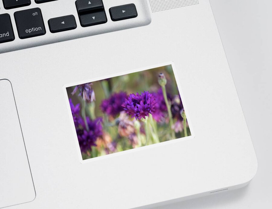 Purple Flowers Sticker featuring the photograph Chive Blossoms by Bonnie Bruno