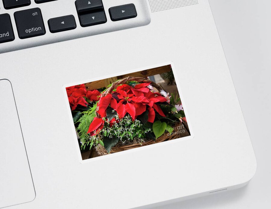 Christmas Sticker featuring the photograph Christmas Poinsettia Basket by Jill Lang