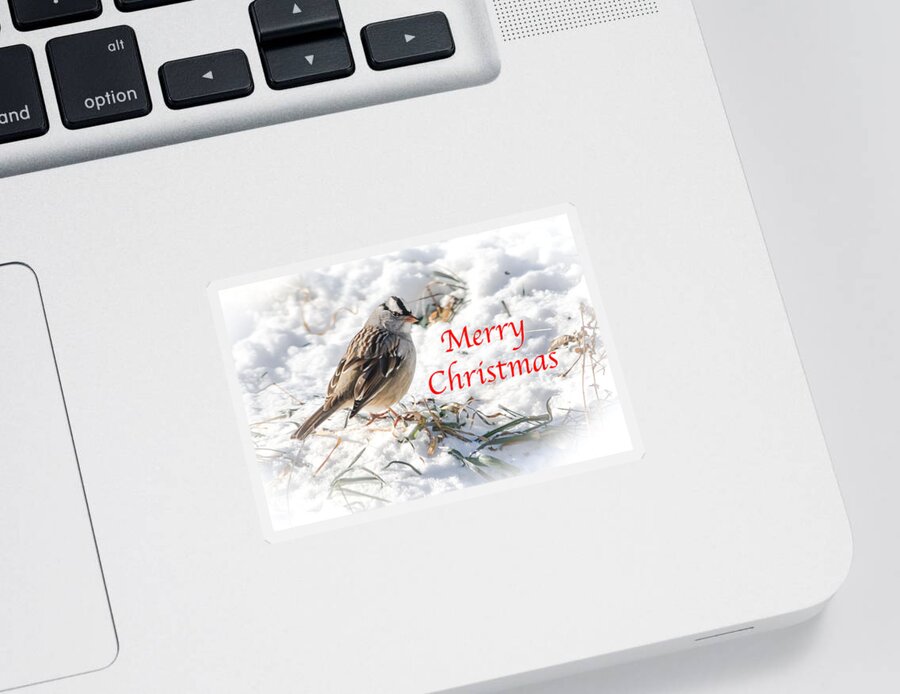 White-crowned Sparrow Sticker featuring the photograph Christmas Sparrow by Holden The Moment