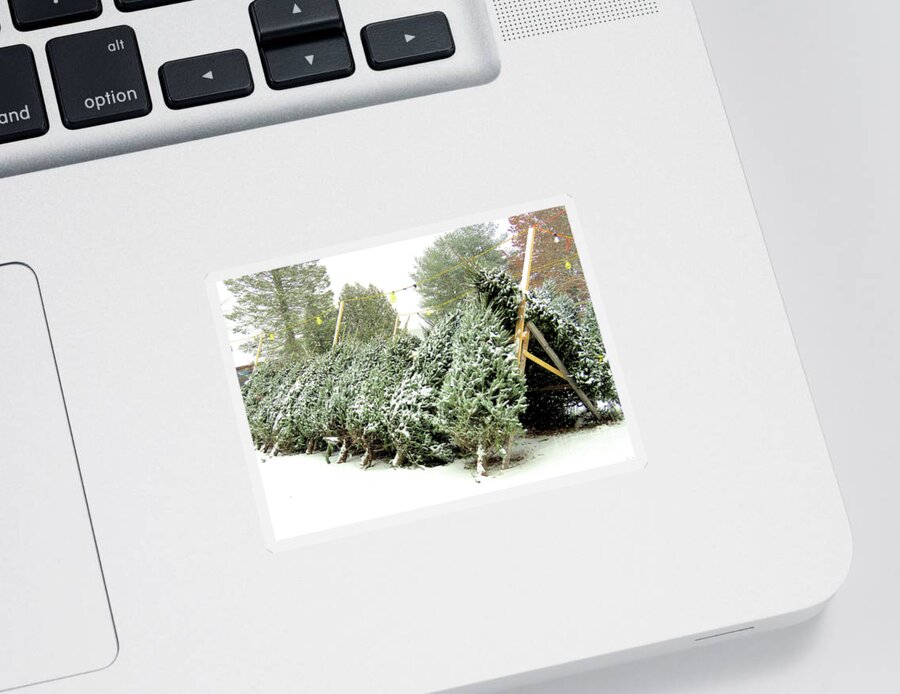 Christmas Trees Sticker featuring the photograph Christmas Trees by Janice Drew