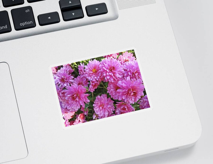 Chrysanthemum Sticker featuring the photograph Chrysanthemum by Jasna Dragun