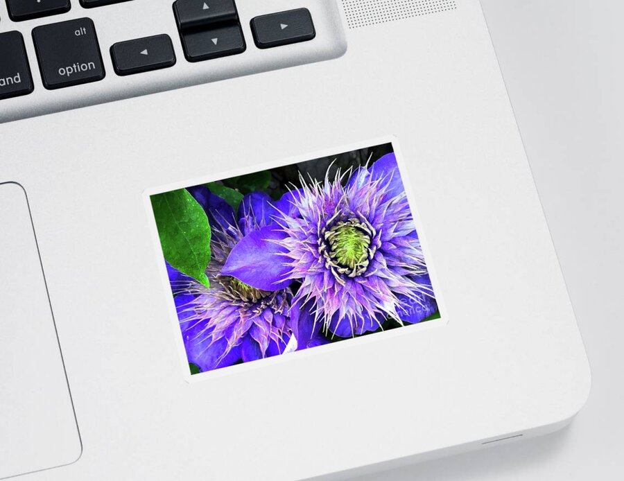 Clematis Sticker featuring the photograph Clematis Multi Blue by Barbie Corbett-Newmin