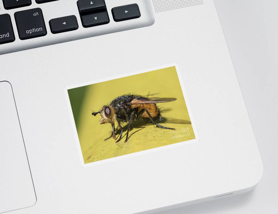 Animal Sticker featuring the photograph Close up - Tachinid fly - Nowickia ferox by Jivko Nakev