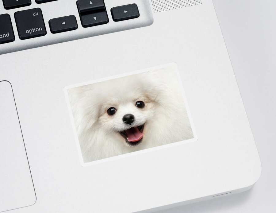 Closeup Sticker featuring the photograph Closeup Furry Happiness White Pomeranian Spitz Dog Curious Smiling by Sergey Taran