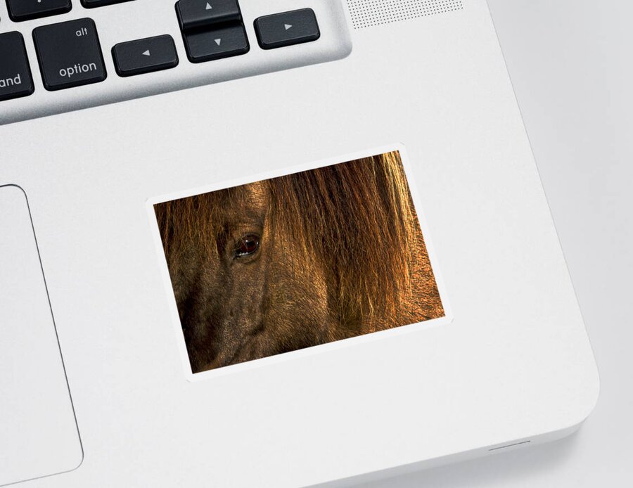 Horse Sticker featuring the photograph Closeup Of An Icelandic Horse #2 by Stuart Litoff