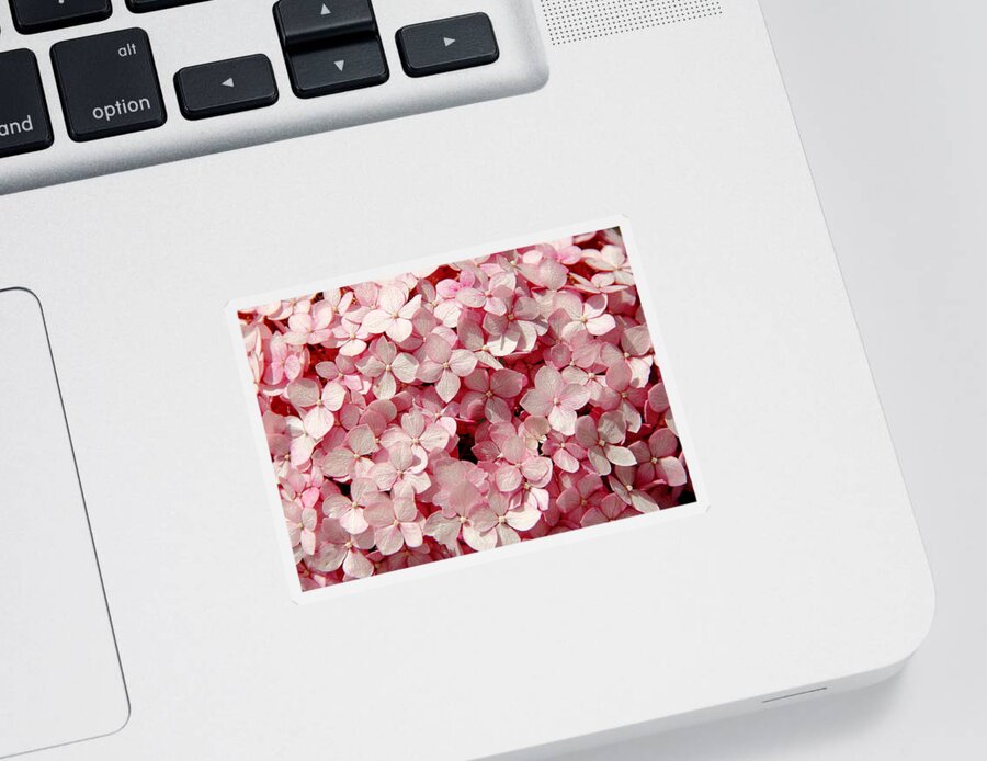 Pink Hydrangea Sticker featuring the photograph Closeup of Pink Hydrangea by Allen Nice-Webb