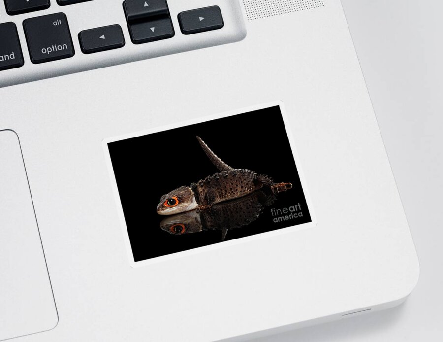 Crocodile Sticker featuring the photograph Closeup Red-eyed crocodile skink, tribolonotus gracilis, isolated on Black background by Sergey Taran