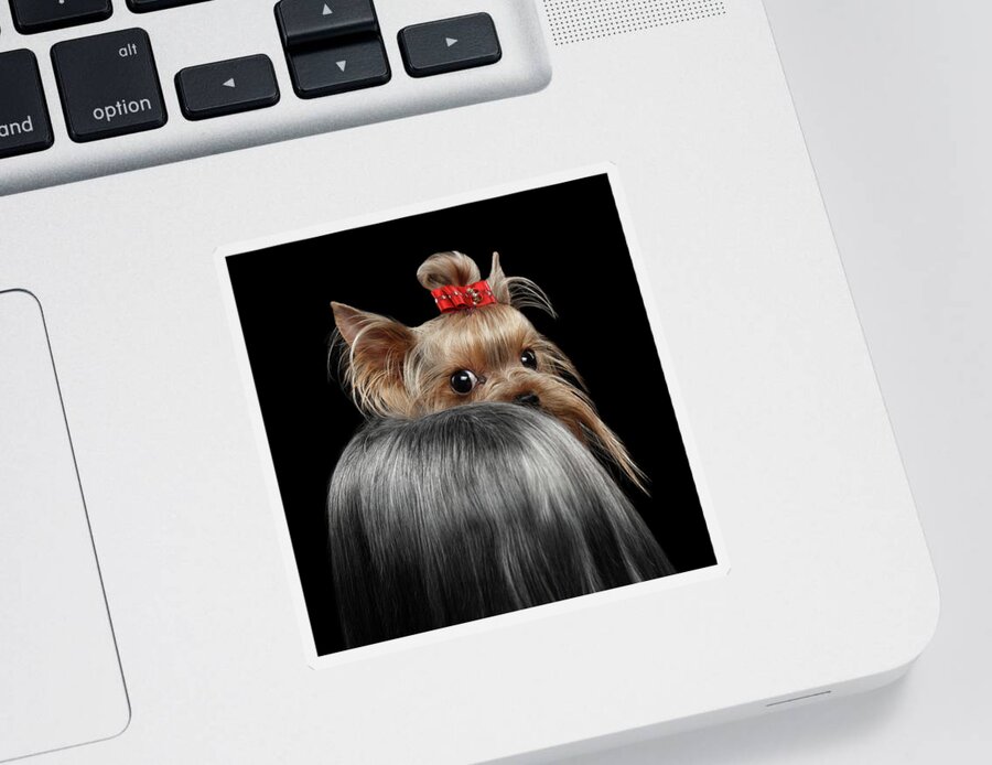  Closeup Sticker featuring the photograph Closeup Yorkshire Terrier Dog, long groomed Hair Pity Looking back by Sergey Taran