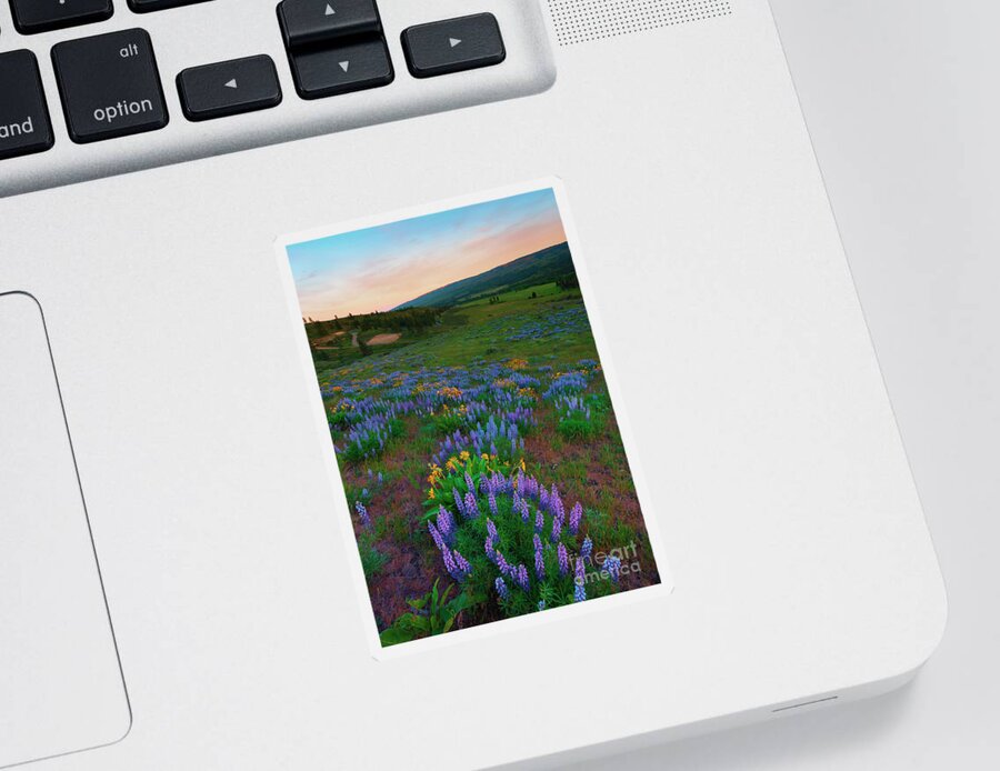 Wildflowers Sticker featuring the photograph Color Path by Michael Dawson