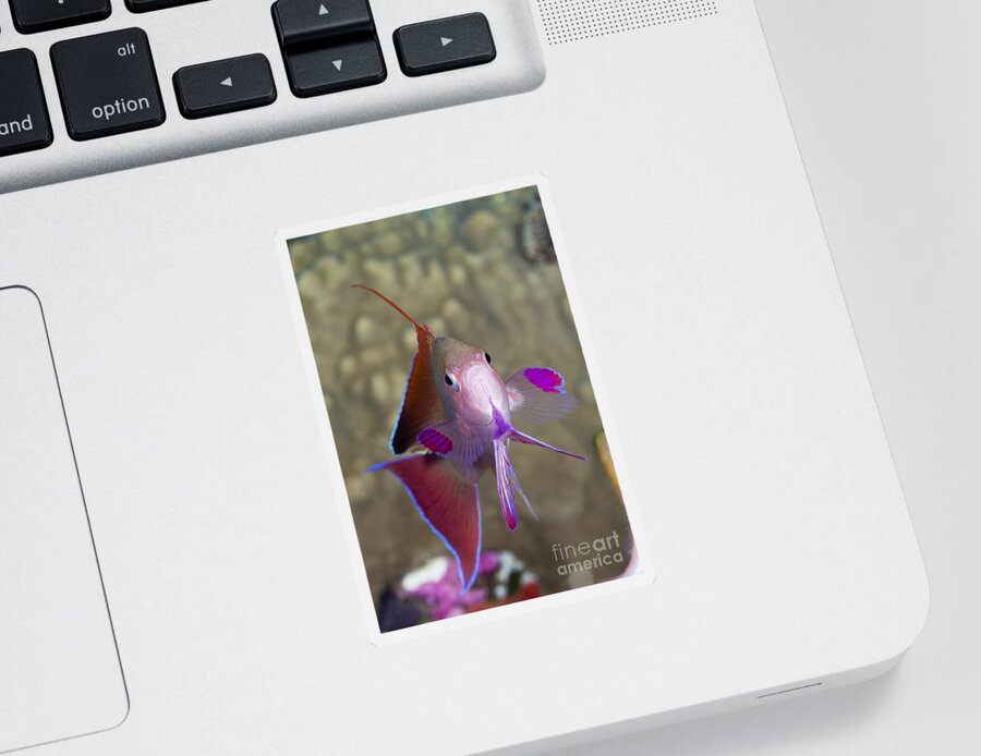 Jewel Fairy Basslet Sticker featuring the photograph Colorful Basslet by Reinhard Dirscherl