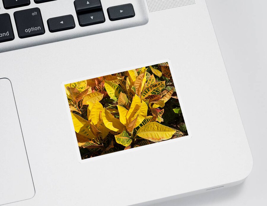 Nature Sticker featuring the photograph Colorful Crotons by Kenneth Albin