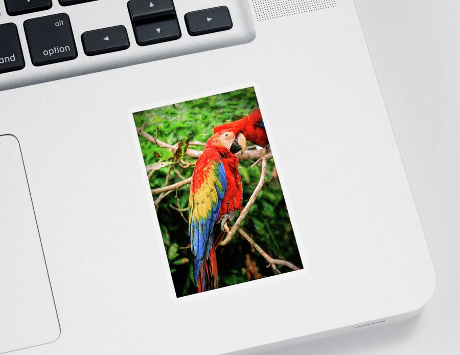 Macaw Sticker featuring the photograph Colorful Macaw by Roy Pedersen