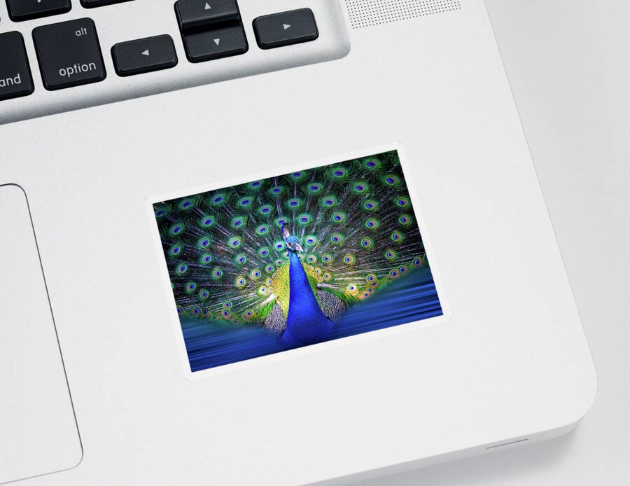 Peacock Sticker featuring the photograph Colorful Peacock Display by Mark Andrew Thomas