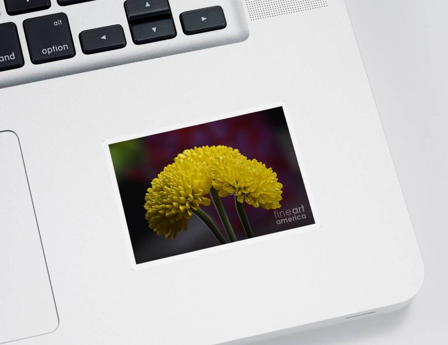Flower Sticker featuring the photograph Colorful triplet by Robert WK Clark
