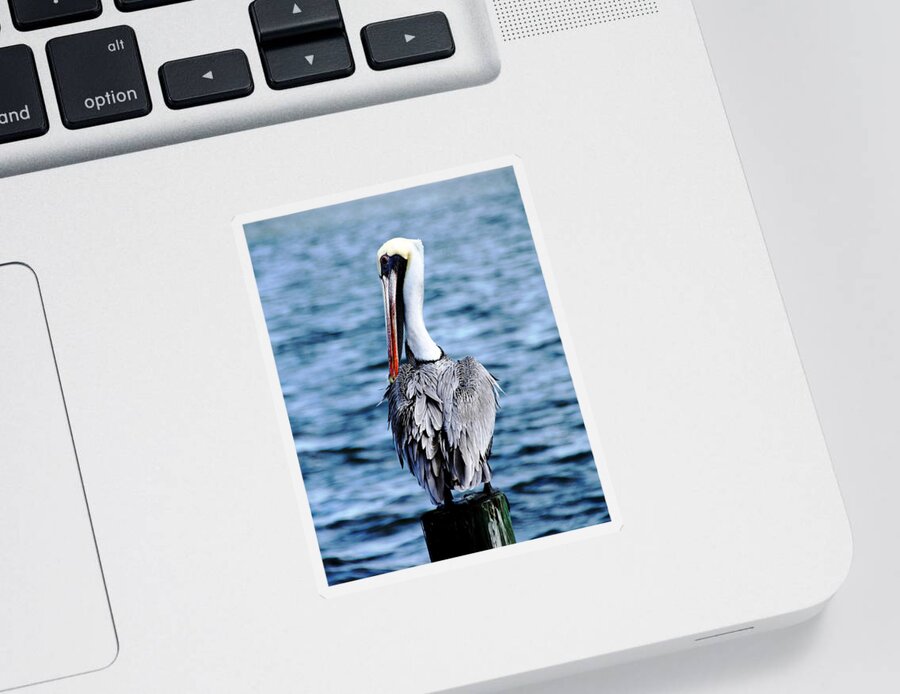 Brown Pelican Sticker featuring the photograph Comically Elegant by Debbie Oppermann