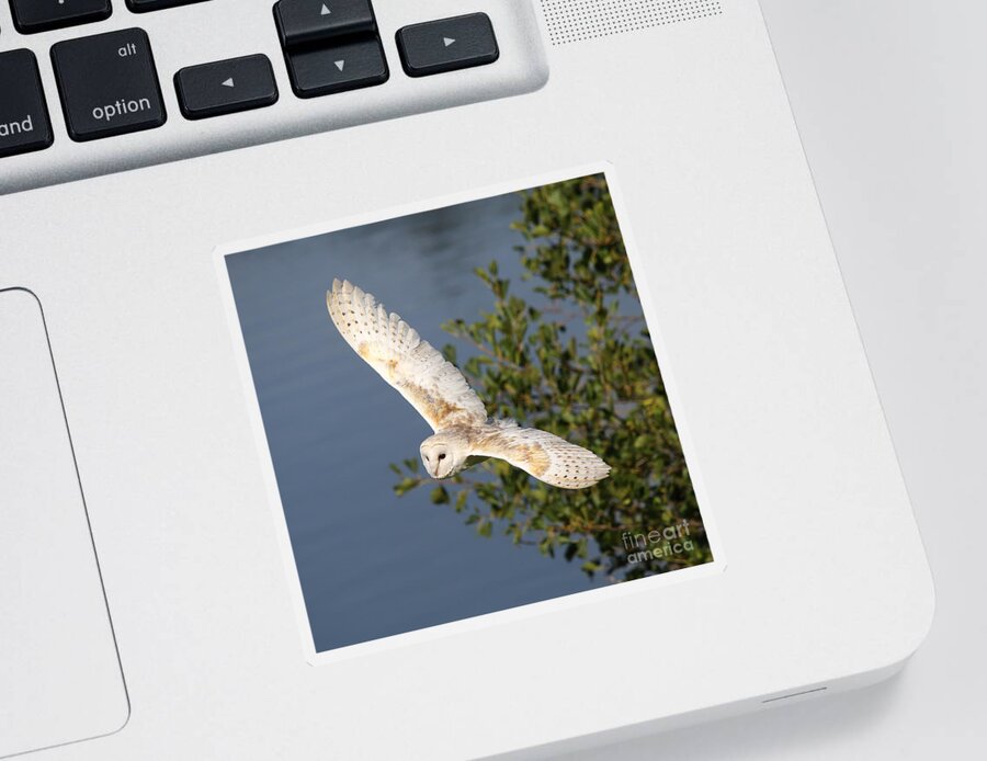 Barn Owl Sticker featuring the photograph Common Barn Owl in flight by Maria Gaellman