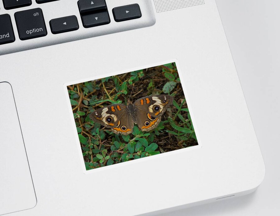 Insect Sticker featuring the photograph Common Buckeye by Carl Moore