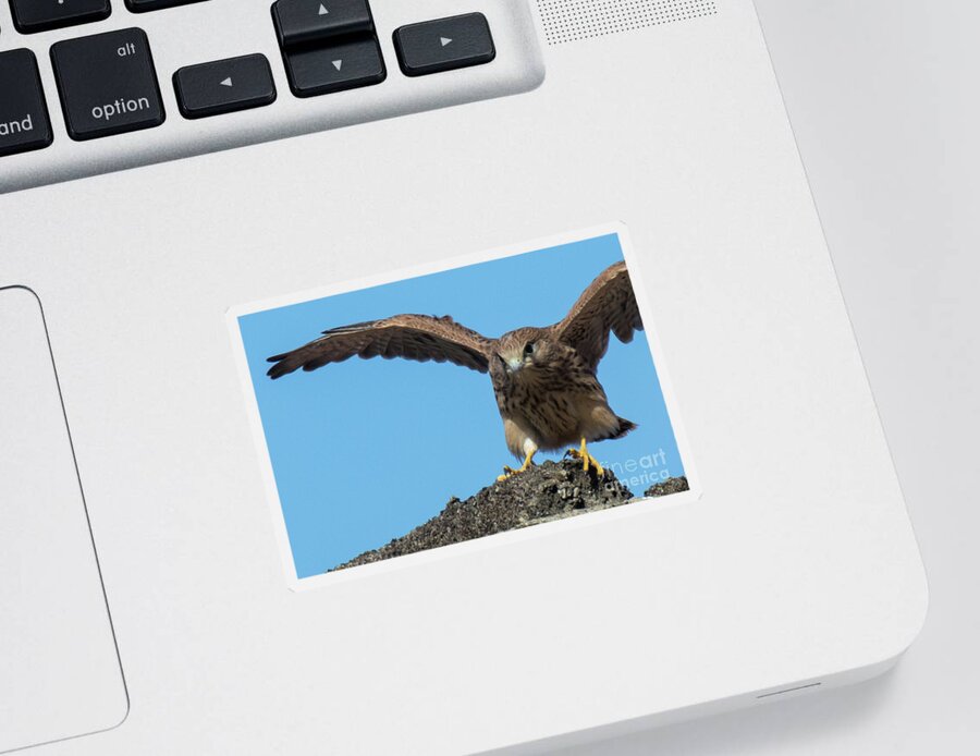 Animal Sticker featuring the photograph Common kestrel Juvenile - Falco tinnunculus by Jivko Nakev