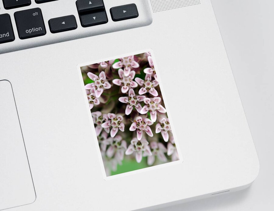 Alight Sticker featuring the photograph Common Milkweed by Jack R Perry