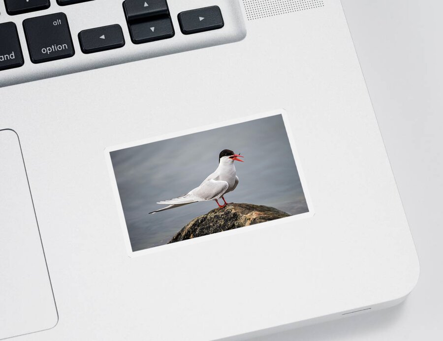 Common Tern Sticker featuring the photograph Common Tern by Torbjorn Swenelius