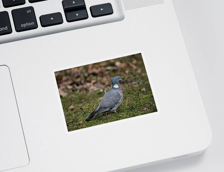 Common Wood Pigeon Sticker featuring the photograph Common Wood Pigeon's profile by Torbjorn Swenelius