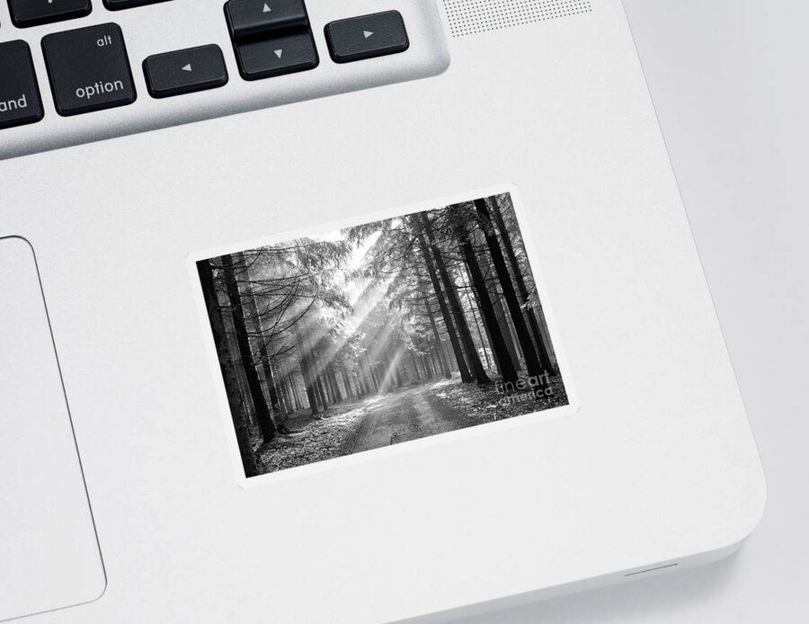Black And White Sticker featuring the photograph Conifer Forest In Fog by Michal Boubin