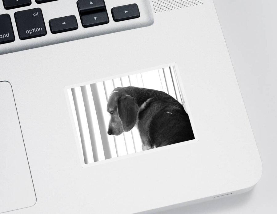 Beagle Sticker featuring the photograph Contemplative Beagle by Jennifer Ancker