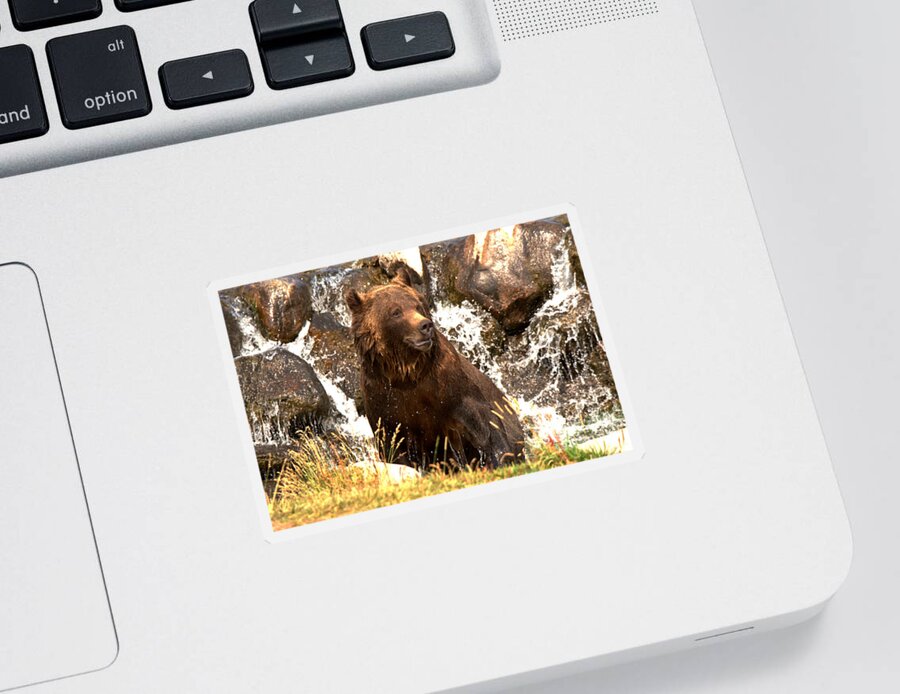 Grizzly Sticker featuring the photograph Cooling Off In The Falls by Adam Jewell