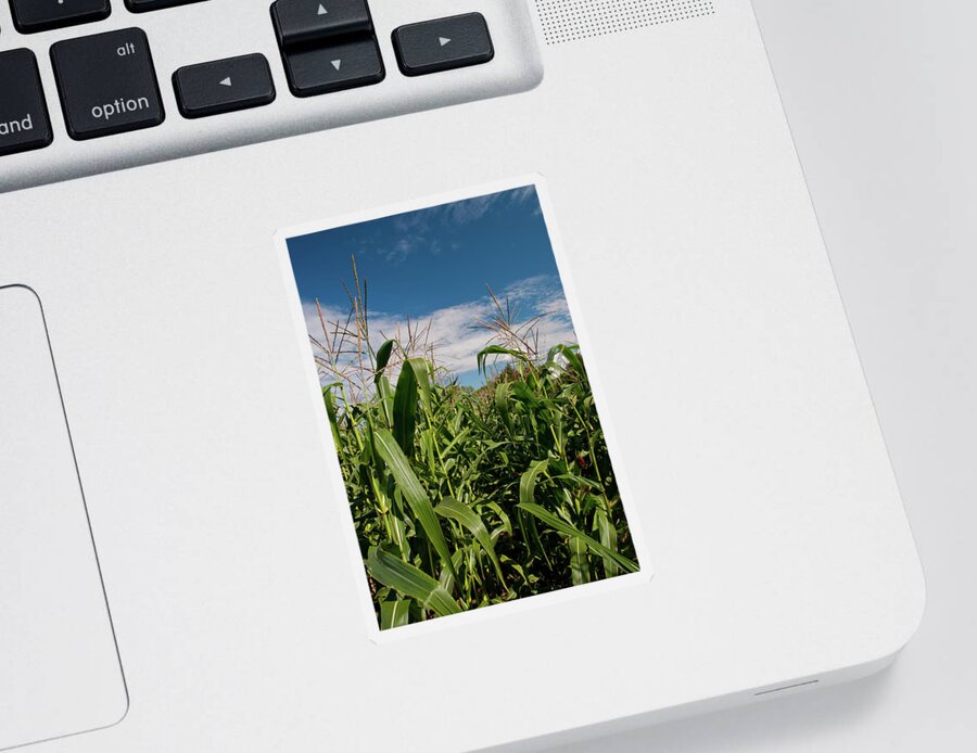 Corn Sticker featuring the photograph Corn 2287 by Guy Whiteley