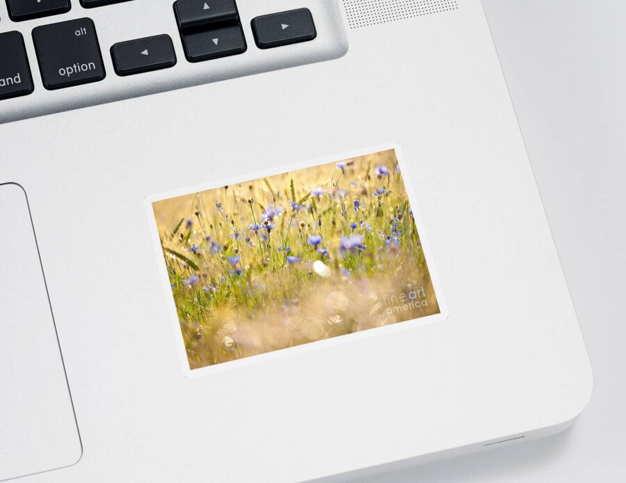 Cornflowers Sticker featuring the photograph Cornflowers after the rain by Arletta Cwalina
