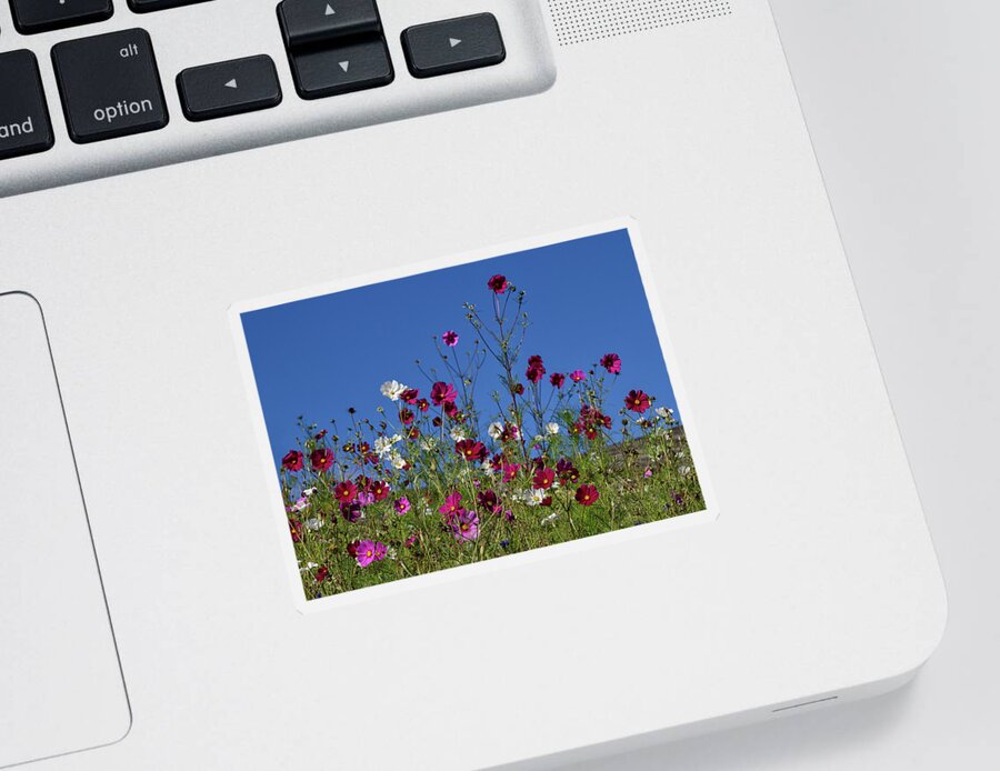 Flower Sticker featuring the photograph Cosmos by Shirley Mitchell