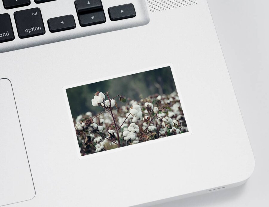 Fluffy Sticker featuring the photograph Cotton Field 5 by Andrea Anderegg