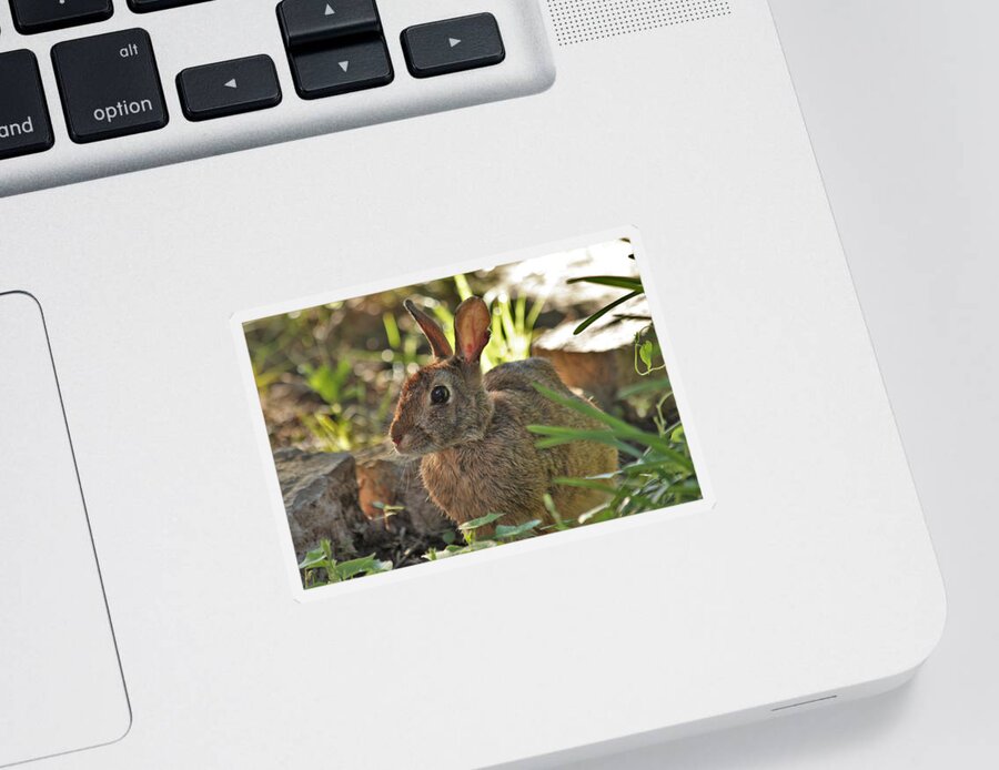 Nature Sticker featuring the photograph Cottontail Rabbit by Sheila Brown