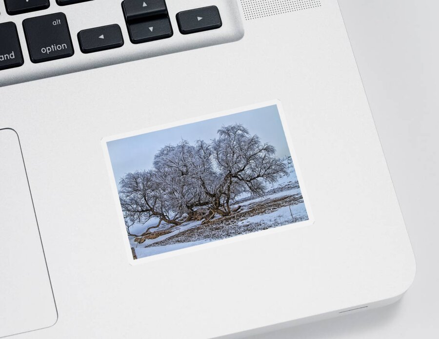Cottonwood Sticker featuring the photograph Cottonwood Sprawl by Alana Thrower