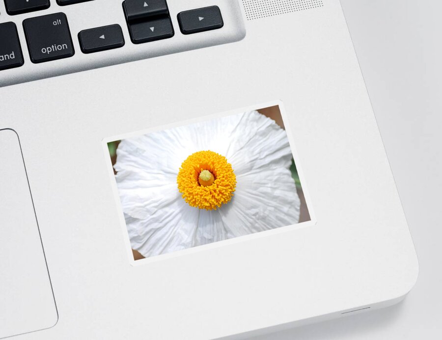 Flower Sticker featuring the photograph Coulter's Poppy 1 by Amy Fose