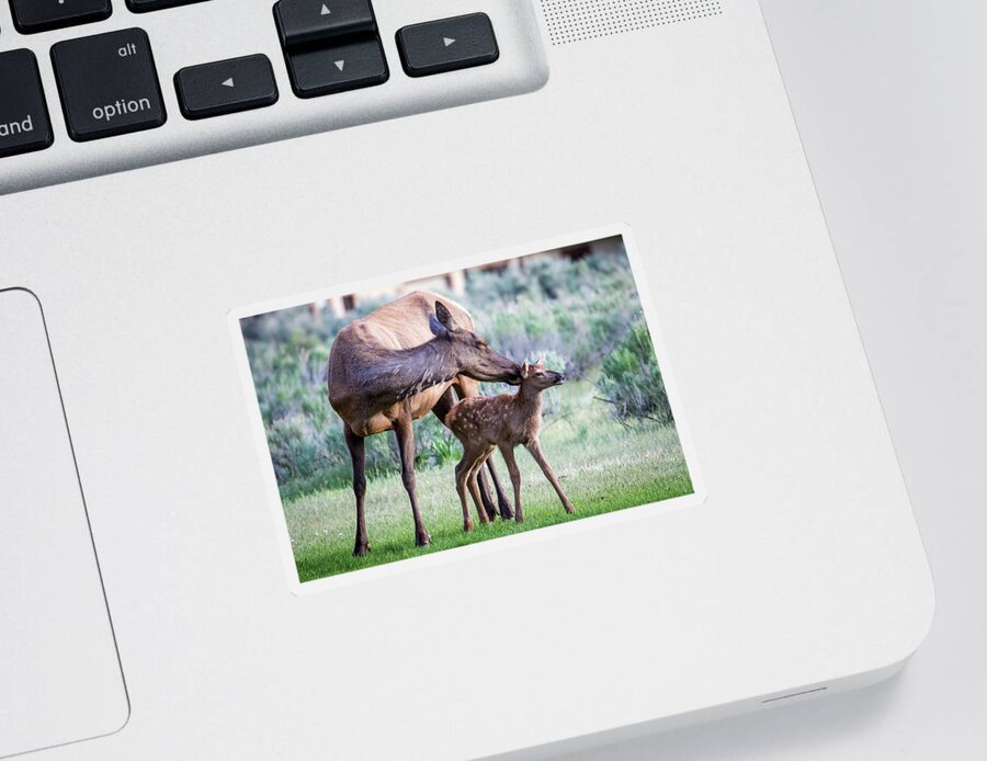 Elk Sticker featuring the photograph Cow and Calf Elk by Wesley Aston