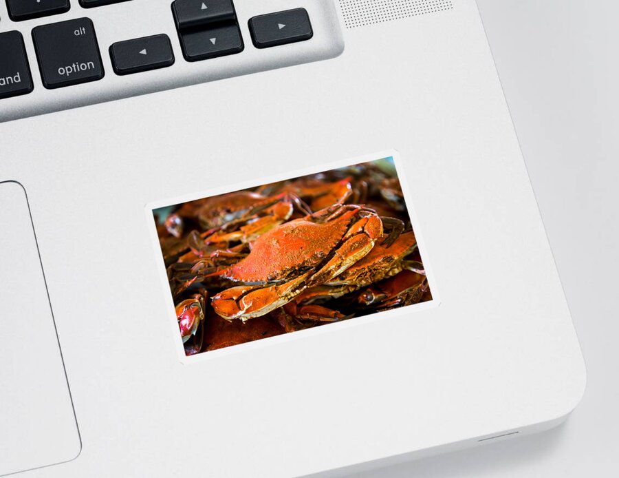 Blue Crabs Sticker featuring the photograph Crab Boil by Karen Wiles