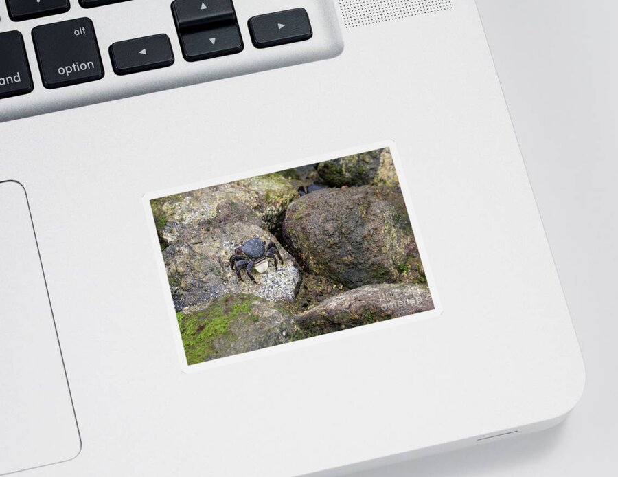Crab Sticker featuring the photograph Crab On Rocks by Suzanne Luft