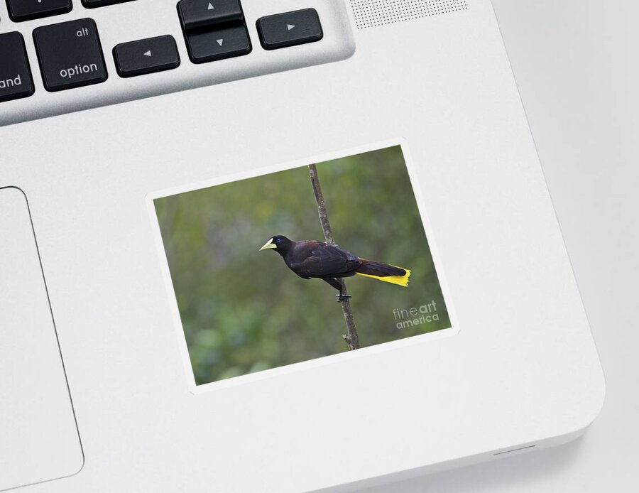 Festblues Sticker featuring the photograph Crested Oropendola... by Nina Stavlund